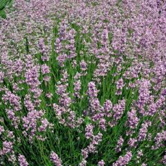 Lawenda wąskolistna 'Rosea'